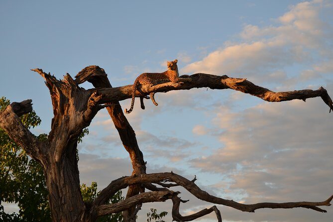 3 hrs Game drive in Chobe National Park (Leon Safaris Gold) - Key Points