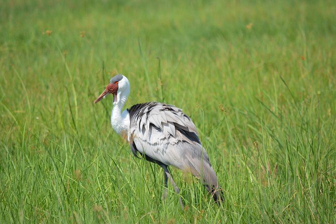 3 hrs Game drive in Chobe National Park (Leon Safaris Gold) - The Experience from a Traveler’s Perspective