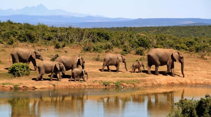 3 in 1 Adventure: ADDO SAFARI - CITY TOUR & KRAGGA KAMMA - Key Points