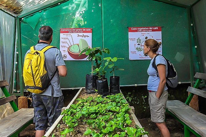 3-in-1-monteverde-cloud-forest-coffee-chocolate-and-sugar-cane-tour