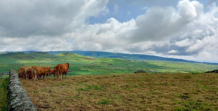 3-in-1-tour-from-the-mountain-to-cave-with-wine