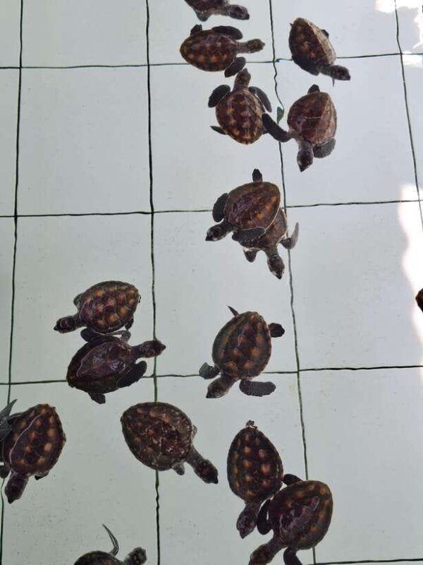 3-islands-snorkeling-turtle-sanctuary-gopro-included