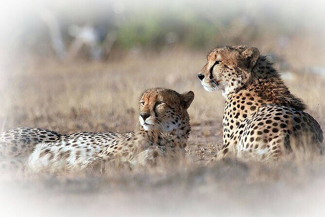 3 Night & 4 Day Private Kruger Park Safari - In-Depth Look at the Tour Experience