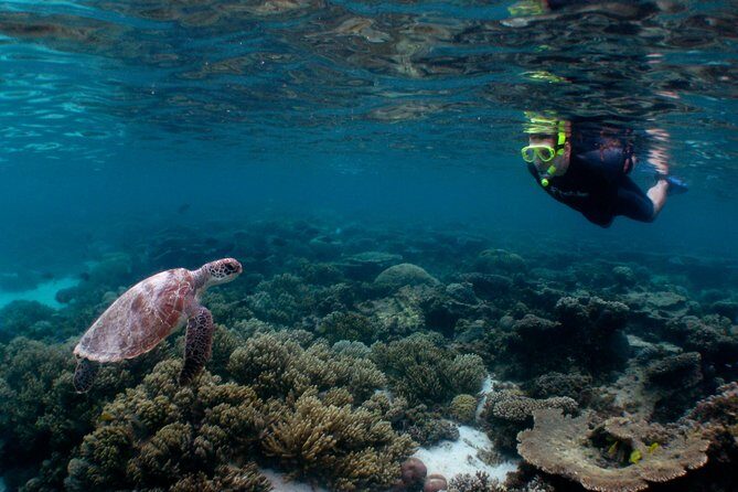 3 Night Ningaloo Reef Snorkel and Dive Getaway from Coral Bay - Introduction: An Authentic Reef Adventure Worth Your Time