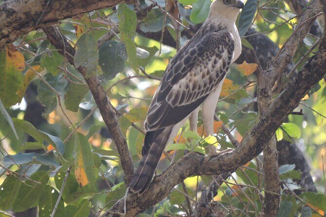 3 Nights 4 Days Bardia Tiger Tracking Tour | Bardia Jungle Safari - FAQs