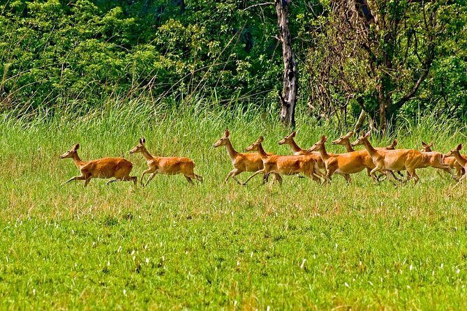 3 Nights 4 Days Chitwan National Park with Tower Night Stay - The Itinerary Breakdown