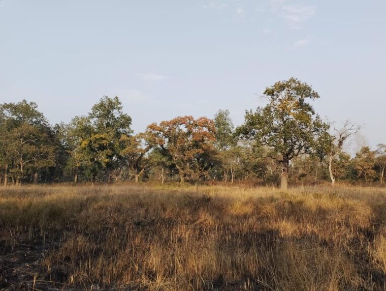 3-nights-4-days-chitwan-national-park-with-tower-night-stay