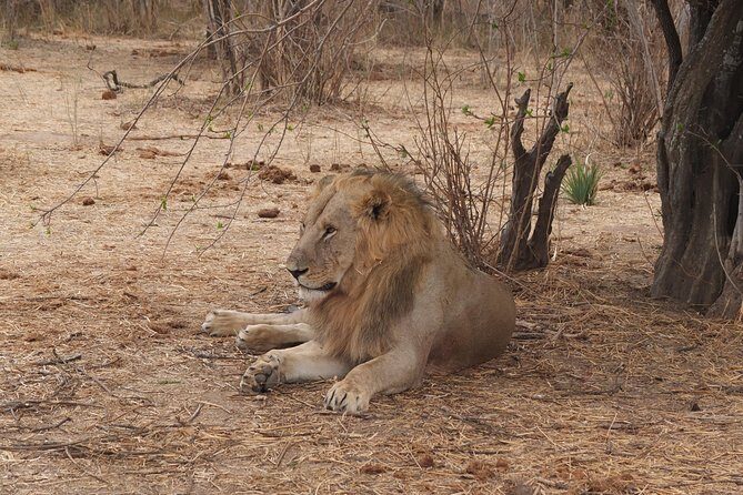 3 nights 4 Days Ruaha National Park - Exploring the 3 Nights, 4 Days Ruaha National Park Safari