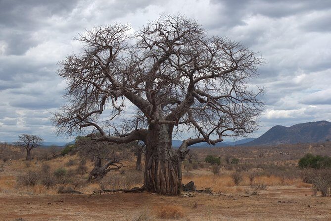 3 nights 4 Days Ruaha National Park - Key Points