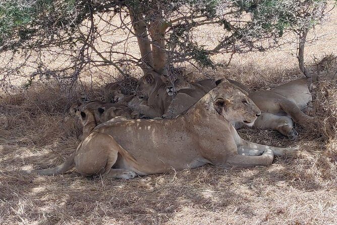 3 nights 4 Days Ruaha National Park - FAQ