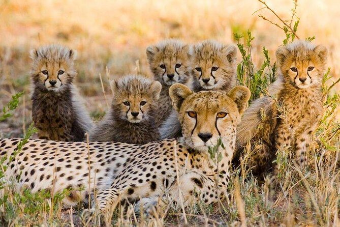 3 nights exclusive Masai Mara safari - The Itinerary in Detail