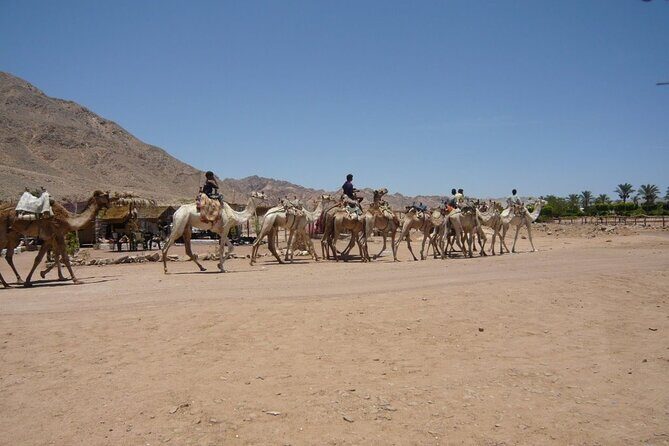 3 Pools National Park and Dahab With Ride Camel _ Sharm El Sheikh - Potential Drawbacks