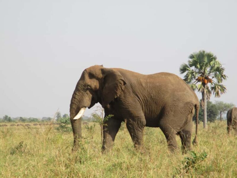 3 Queen Elizabeth National park and Boat cruise - Introduction