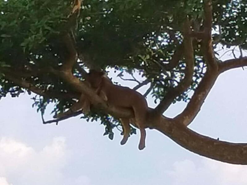 3 Queen Elizabeth National park and Boat cruise - Who Is This Tour Best For?
