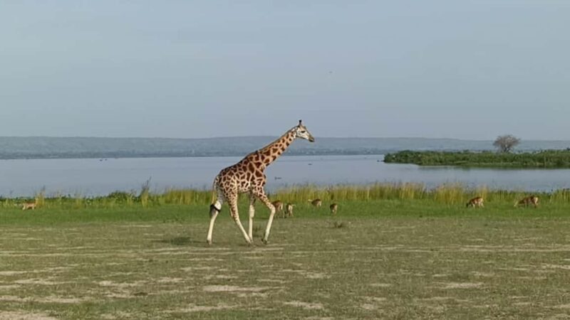 3 Queen Elizabeth National park and Boat cruise - The Sum Up