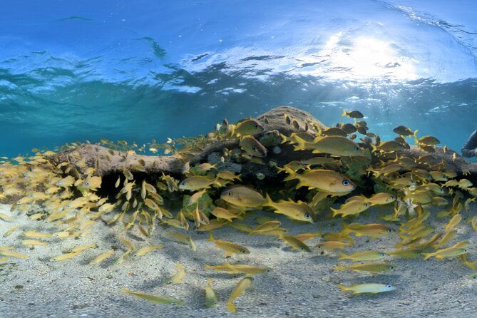 3-stop-snorkel-hopping-beach-in-roatan
