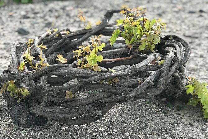 3-wineries-wine-tasting-greek-meal-food-and-wine-pairing