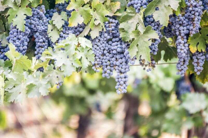 3-winery-tour-includes-tastings-and-lunch-from-paso-robles