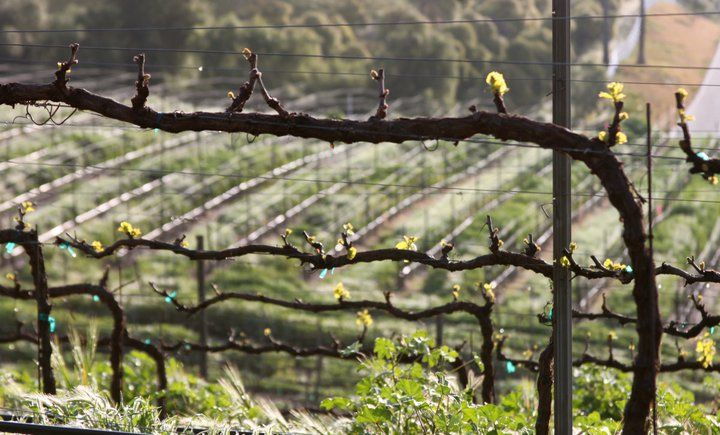 3-winery-tour-includes-tastings-lunch-from-santa-barbara