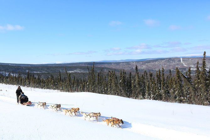 30-minute-dog-sledding-tour-in-fairbanks-without-transportation