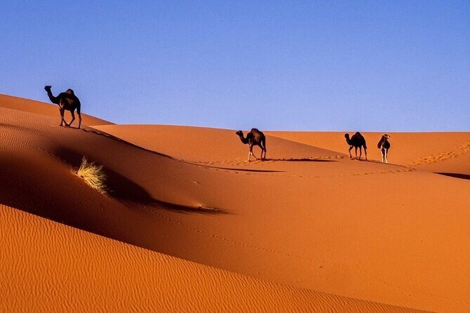 3D/2N Desert tour from Fez to Marrakesh (with small group) - Who is This Tour Best For?  