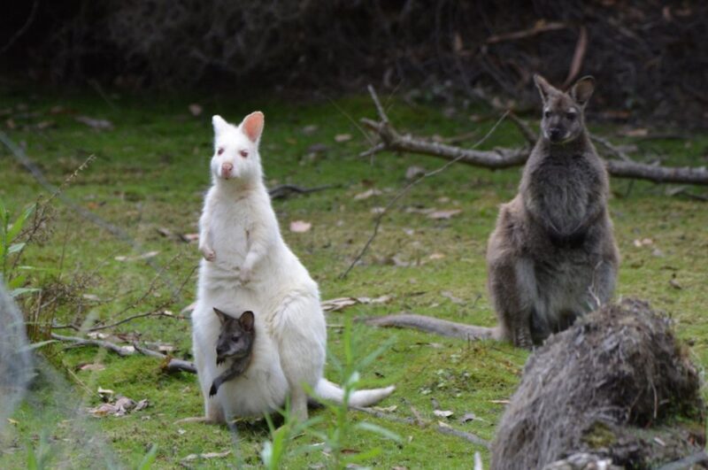 3D Tasmanian Highlights: Hobart, Port Arthur & Bruny Island - Authentic Experiences and Insights