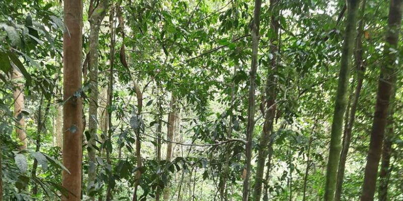 3d2n-orangutan-expeditionfrom-bukit-lawang
