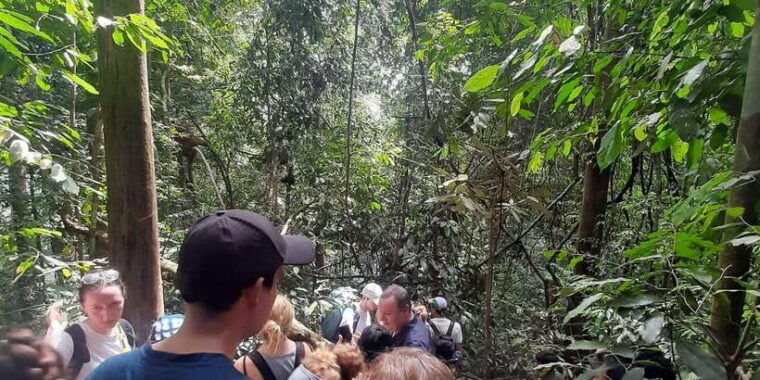 3d2n-orangutan-expeditionfrom-bukit-lawang