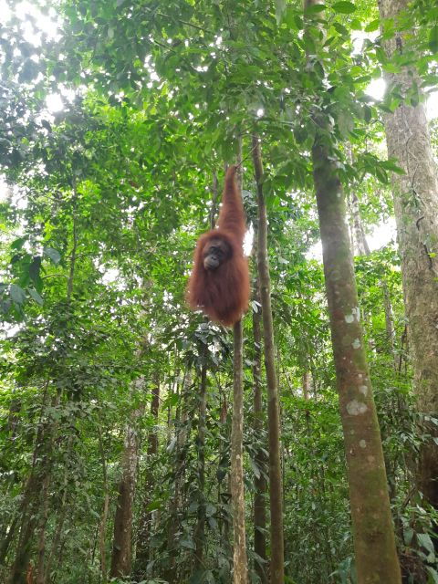 3d2n-orangutan-expeditionfrom-bukit-lawang