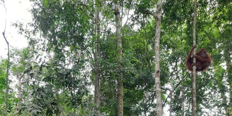 3d2n-orangutan-expeditionfrom-bukit-lawang