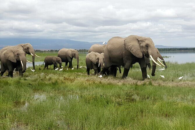 3day Amboseli Park Private safari - Exploring the 3-Day Amboseli Park Private Safari: A Detailed Review