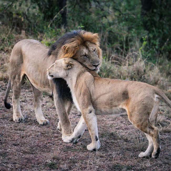 3Day Samburu National Reserve: Culture & Wildlife Immersion - A Closer Look at the 3-Day Samburu Experience