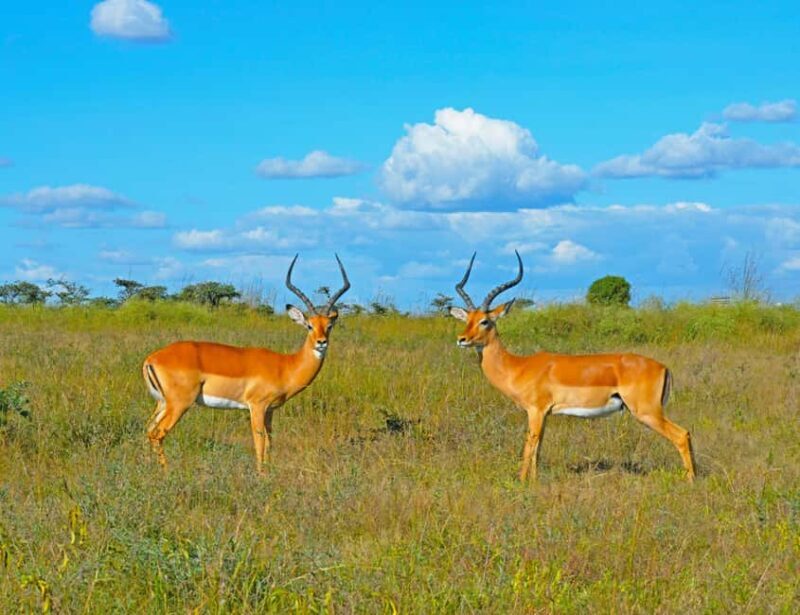 3Day Samburu National Reserve: Culture & Wildlife Immersion - Transportation & Logistics