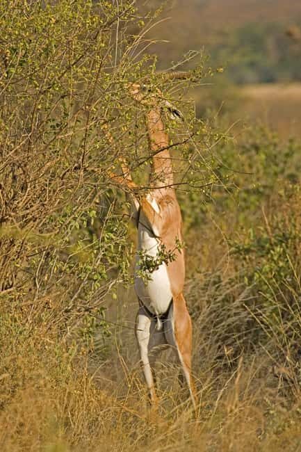 3Day Samburu National Reserve: Culture & Wildlife Immersion - Who Is This Tour Best For?