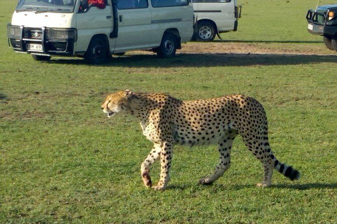 3Days 2nights Masai Mara group joining safari - What we love about this safari