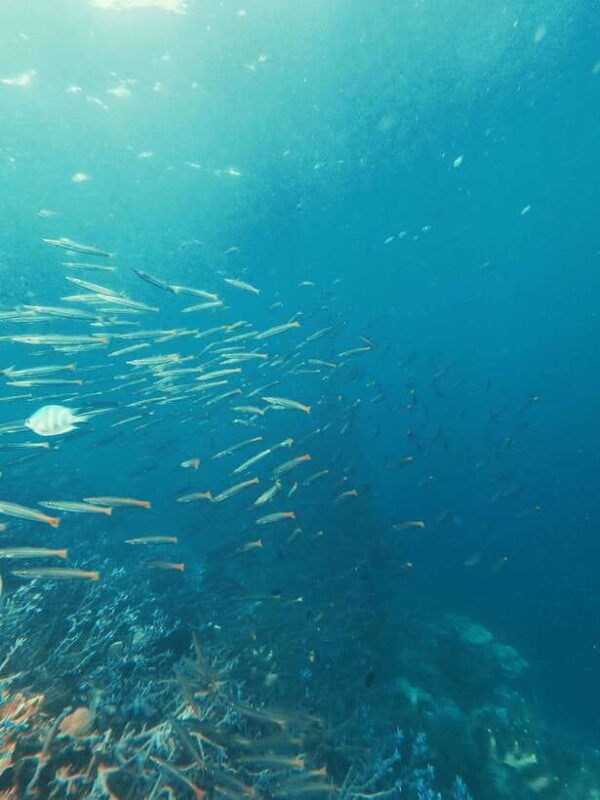 3days-and-2nights-snorkel-islands-hopping-expedition