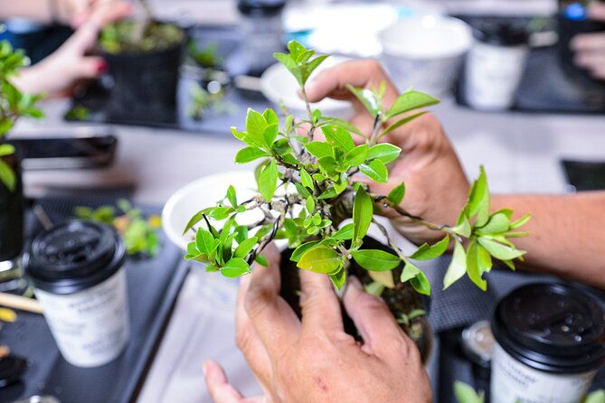 3days-bonsai-sencha-tea-experience-pastime-of-the-literati