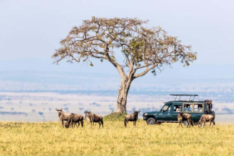 3Days Group Joining Safari to Maasai Mara from Nairobi - Transportation and Accommodation