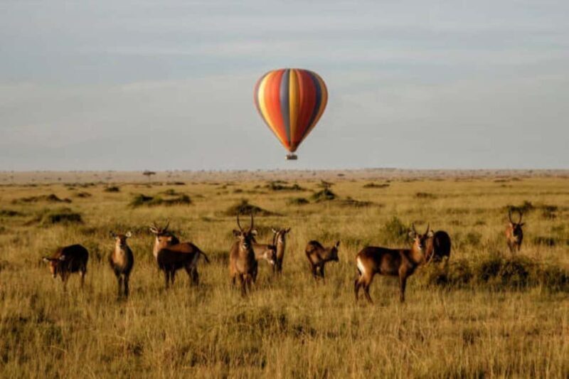 3Days Group Joining Safari to Maasai Mara from Nairobi - What’s Included and What’s Not