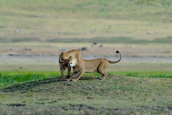3days masai mara best of lodge safari - What Makes This Safari Stand Out?