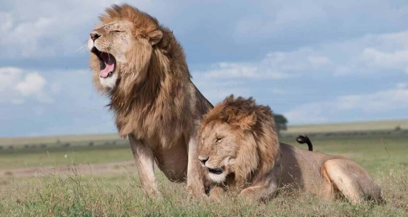 3Days Masai Mara Group Joining Camping with Daily Departures - The Sum Up