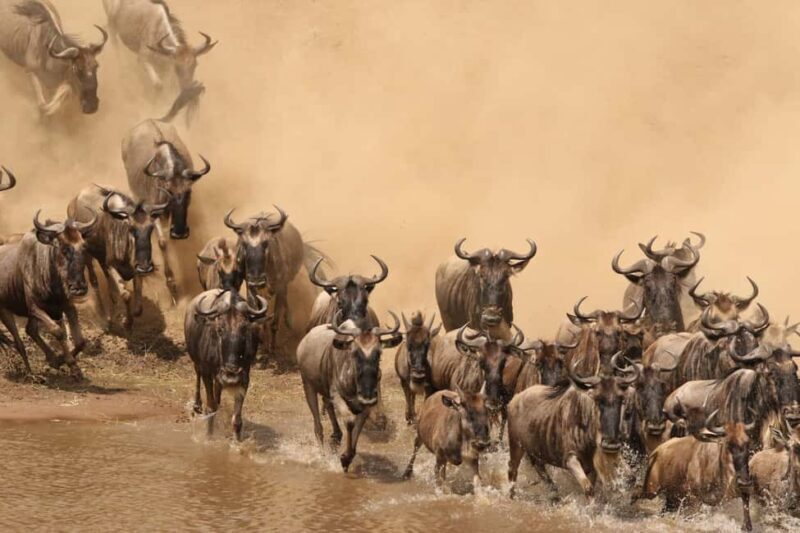 3days Masai Mara Lodge Safari with a 4x4 Land Cruiser Jeep - Key Points