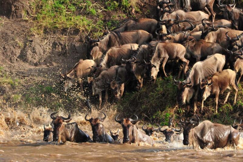 3days Masai Mara Lodge Safari with a 4x4 Land Cruiser Jeep - An In-Depth Look at the 3-Day Masai Mara Safari