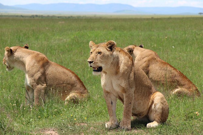3days Masai Mara private safari with a 4x4 land cruiser Jeep - Exploring the 3-Day Masai Mara Private Safari with a 4x4 Land Cruiser