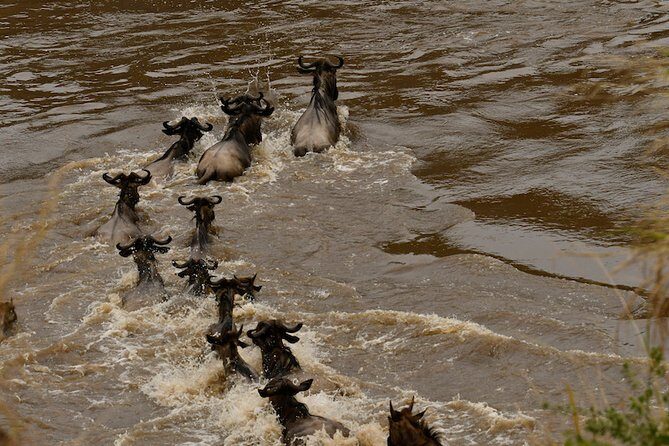 3days Masai Mara private safari with a 4x4 land cruiser Jeep - Key Points
