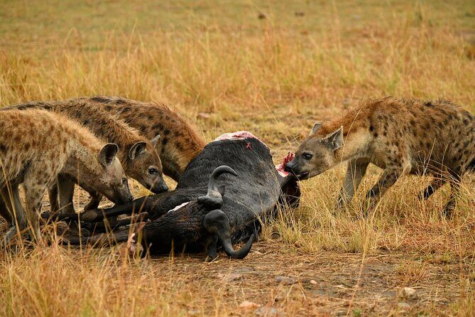 3days Masai Mara private safari with a 4x4 land cruiser Jeep - Value for Money