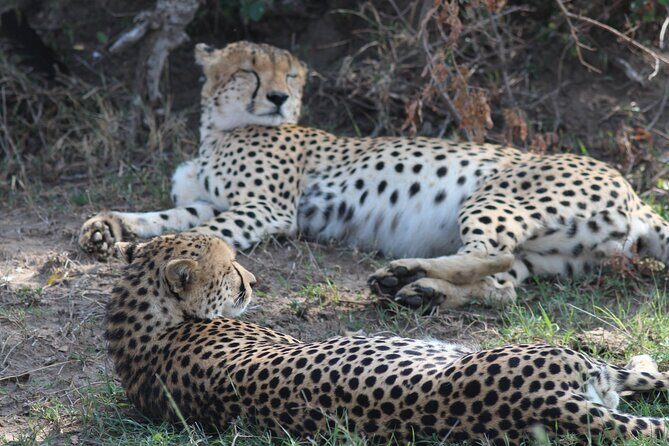 3days Masai Mara private safari with a 4x4 land cruiser Jeep - FAQ