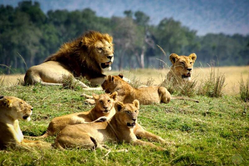 3days Masai Mara wildebeest migration group joining safari - Key Points
