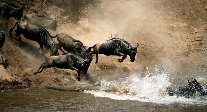 3days Masai Mara wildebeest migration group joining safari - Authentic Encounters and Expert Guidance