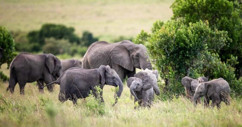 3days Masai Mara wildebeest migration group joining safari - Final Thoughts: Is It Worth It?